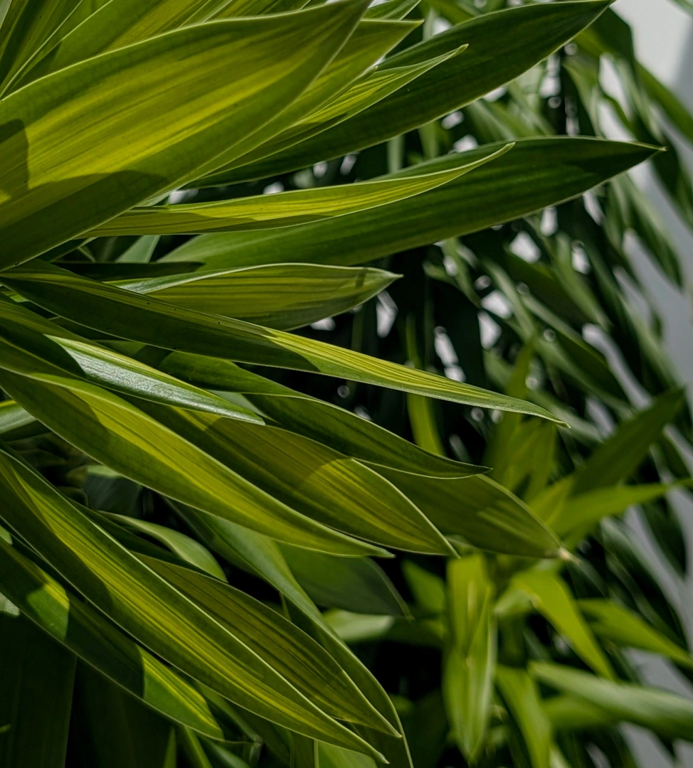 Artificial Plants Case Studies